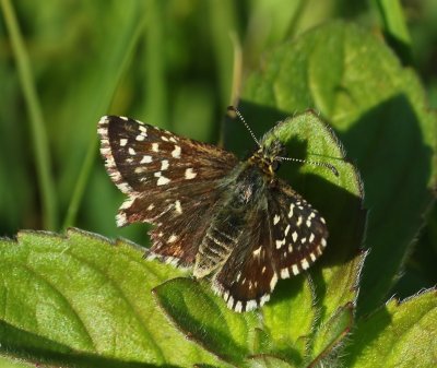 Aardbeivlinder - Grizzled Skipper