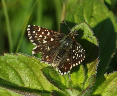 Aardbeivlinder - Grizzled Skipper
