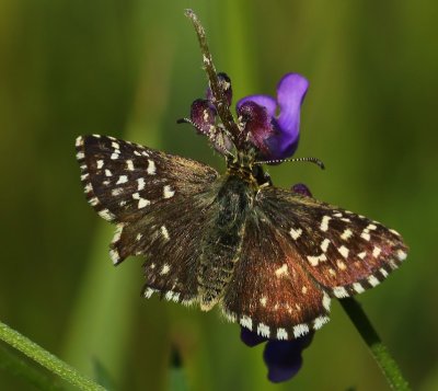 Aardbeivlinder - Grizzled Skipper