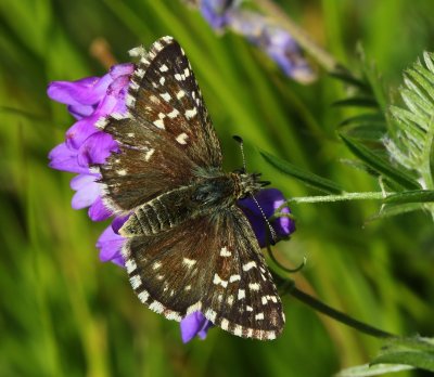 Aardbeivlinder - Grizzled Skipper