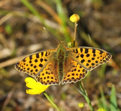Kleine Parelmoervlinder - Queen Of Spain Fritillary