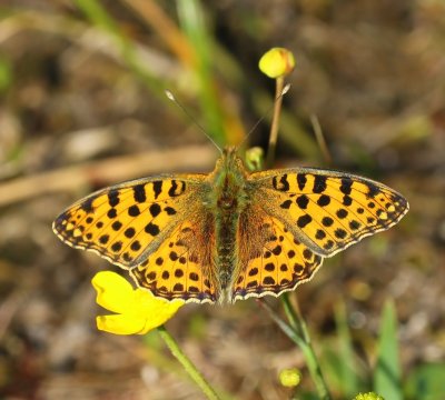 Kleine Parelmoervlinder - Queen Of Spain Fritillary
