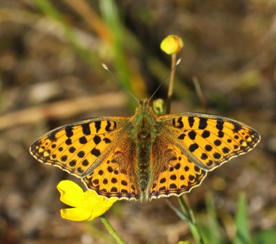 Kleine Parelmoervlinder - Queen Of Spain Fritillary