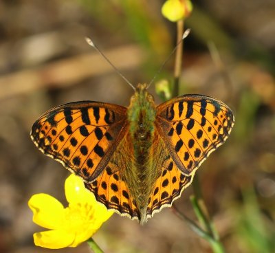 Kleine Parelmoervlinder - Queen Of Spain Fritillary