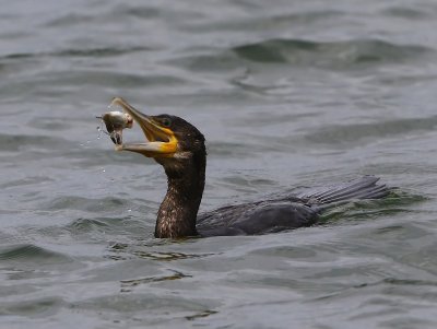 Aalscholver - Great Cormorant