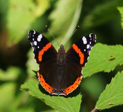 Atalanta - Red Admiral