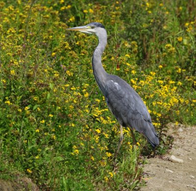Blauwe Reiger - Grey Heron