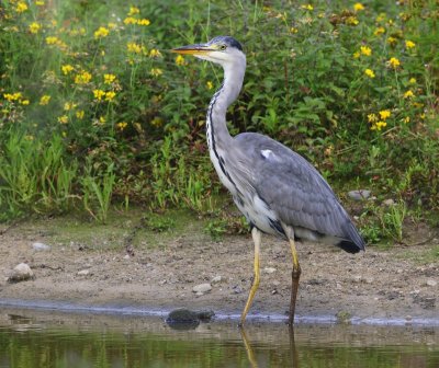 Blauwe Reiger - Grey Heron