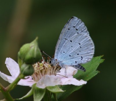 Boomblauwtje - Holly Blue