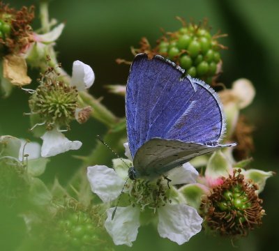 Boomblauwtje - Holly Blue