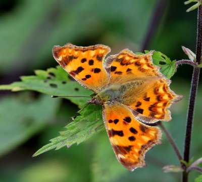 Gehakkelde Aurelia - Comma Butterfly