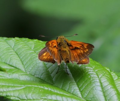 Groot Dikkopje - Large Skipper