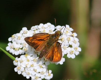 Groot Dikkopje - Large Skipper