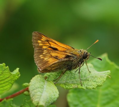 Groot Dikkopje - Large Skipper