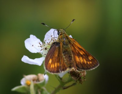 Groot Dikkopje - Large Skipper