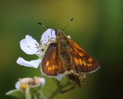 Groot Dikkopje - Large Skipper
