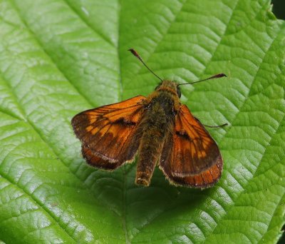 Groot Dikkopje - Large Skipper