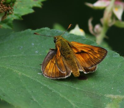 Groot Dikkopje - Large Skipper