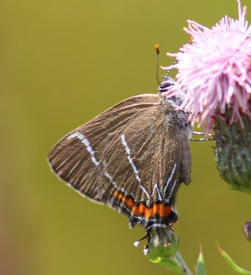Iepenpage - White-letter Hairstreak