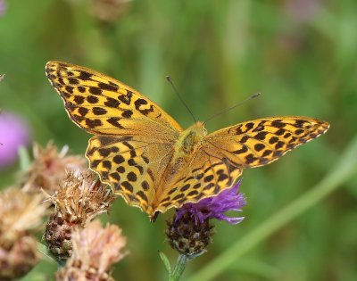 Keizersmantel - Silver-washed Fritillary