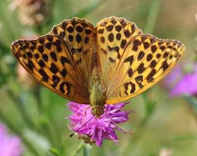 Keizersmantel - Silver-washed Fritillary