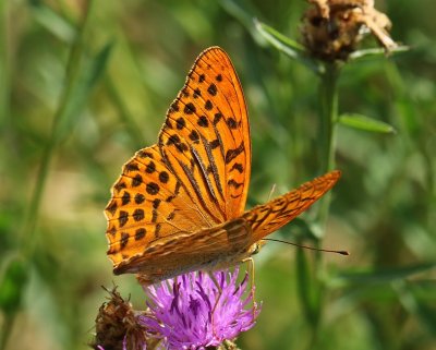 Keizersmantel - Silver-washed Fritillary