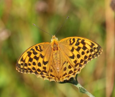 Keizersmantel - Silver-washed Fritillary