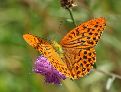 Keizersmantel - Silver-washed Fritillary