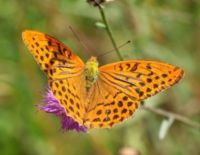 Keizersmantel - Silver-washed Fritillary