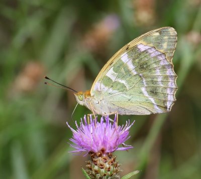 Keizersmantel - Silver-washed Fritillary