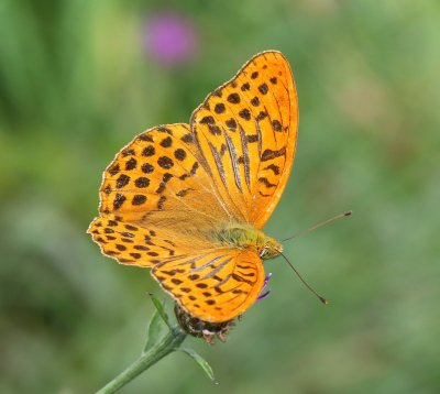 Keizersmantel - Silver-washed Fritillary