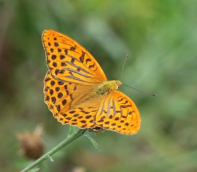 Keizersmantel - Silver-washed Fritillary