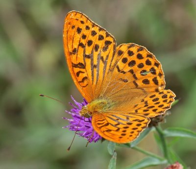 Keizersmantel - Silver-washed Fritillary