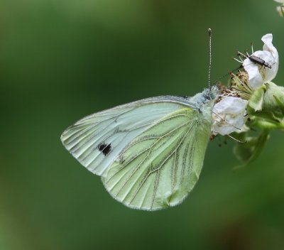 Klein Geaderd Witje - Green-veined White