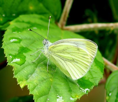 Klein Geaderd Witje - Green-veined White