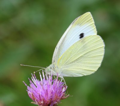 Klein Koolwitje - Small White