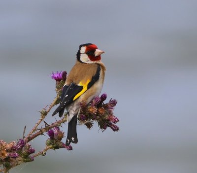 Putter - European Goldfinch