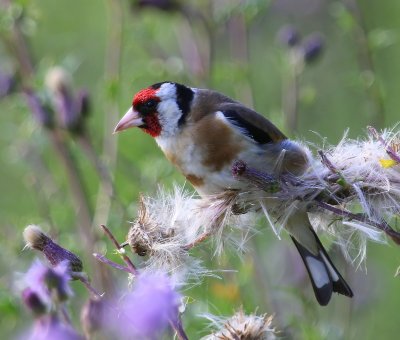 Putter - European Goldfinch