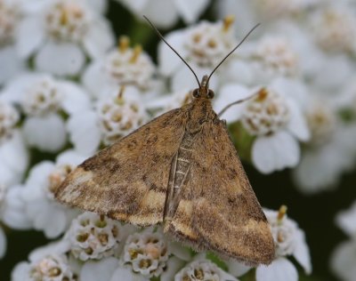 Weegbreemot - Straw-barred Pearl