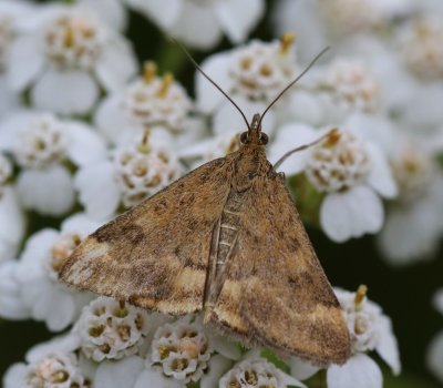 Weegbreemot - Straw-barred Pearl