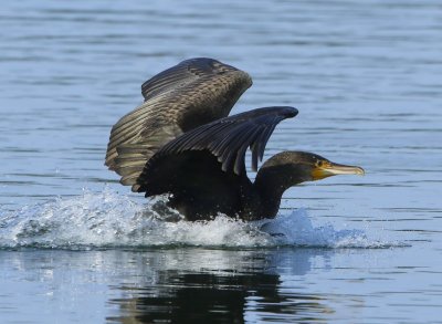 Aalscholver - Great Cormorant