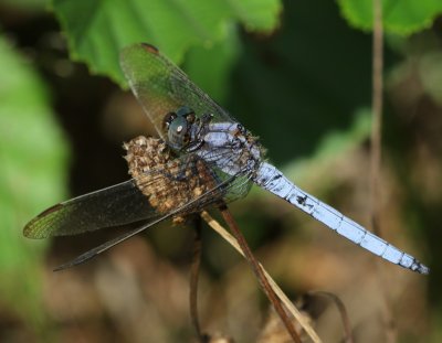 Beekoeverlibel - Keeled Skimmer