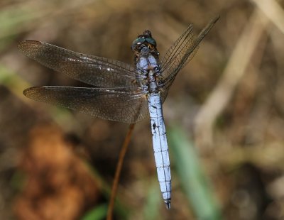 Beekoeverlibel - Keeled Skimmer