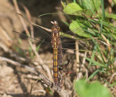 Beekoeverlibel - Keeled Skimmer