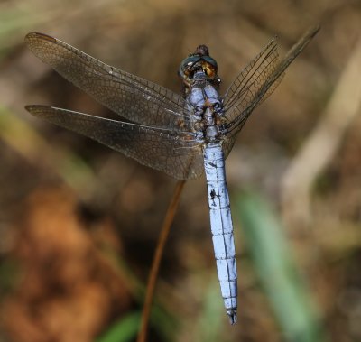 Beekoeverlibel - Keeled Skimmer