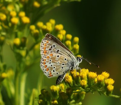 Bruin Blauwtje - Brown Argus