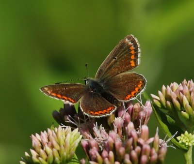 Bruin Blauwtje - Brown Argus