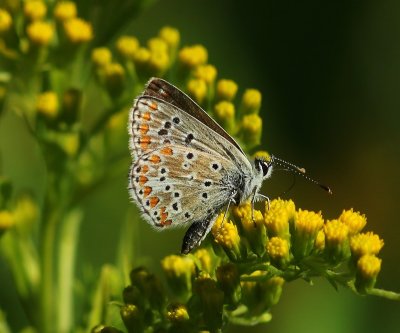 Bruin Blauwtje - Brown Argus