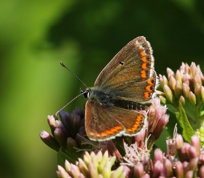 Bruin Blauwtje - Brown Argus