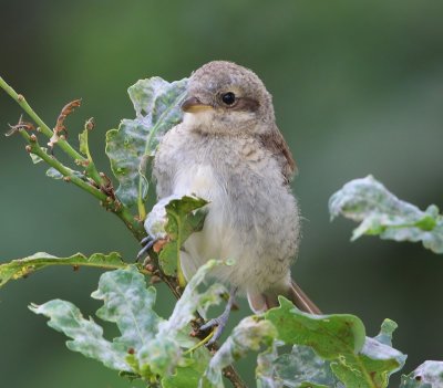 Grauwe Klauwier - Red-backed Shrike